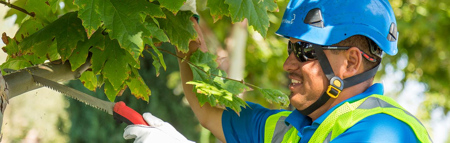 10 Questions To Ask Before Hiring A Tree Care Provider Brightview 4860